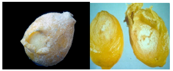 Limonlarda ekşi çürüklük-1.png